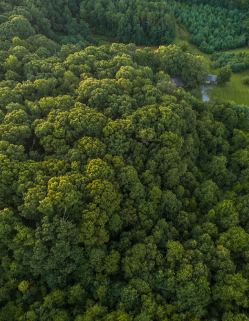 Insight Section Background