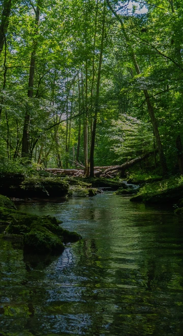 Insight Content Section Background